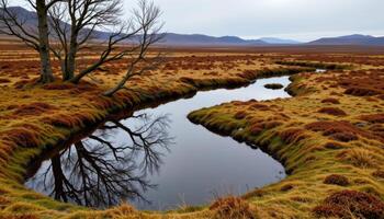 wild peat bog with small pools and mossy edges photo
