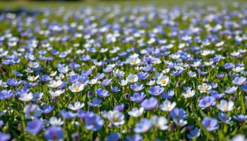 bright spring field filled with blue and white flowers photo