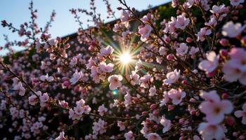 sunlight breaking through a wall of blossoms photo