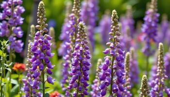 delphinium spires swaying in early summer wind photo