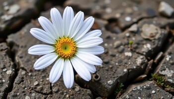 single daisy growing in cracked concrete photo