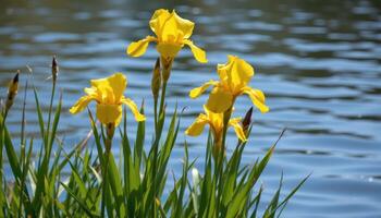 yellow irises standing tall by the water's edge photo