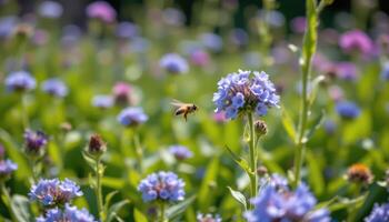 field of borage buzzing with unseen energy photo
