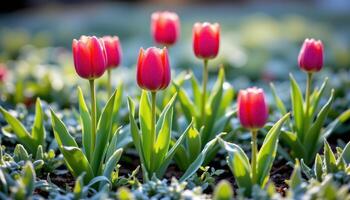 early spring tulips peeking through light frost photo
