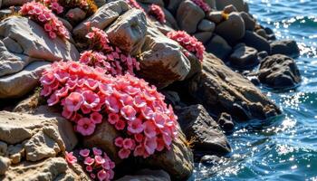 coral blooms clinging to rocky coastline photo