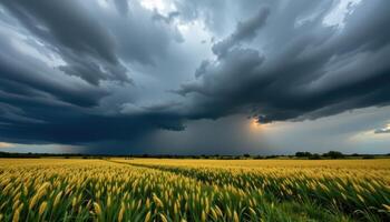 a thunderstorm brewing over a field of tall grass. photo