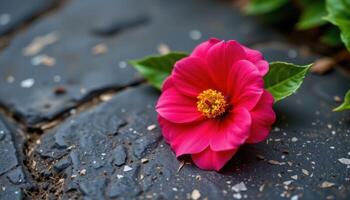 a single camellia flower resting on dark stone. photo