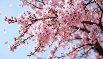 a cherry blossom tree in full bloom with petals falling softly. photo