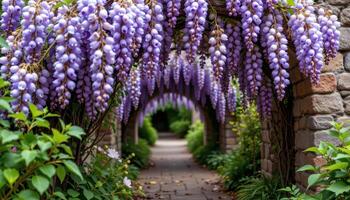 a blooming wisteria tunnel hanging over a stone path. photo