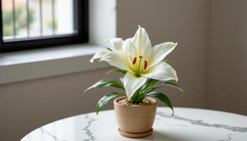 a single white lily in a ceramic pot on a marble table. photo