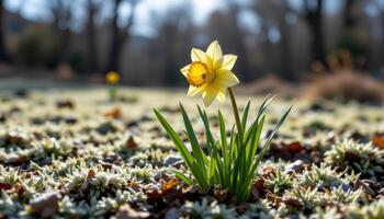 a single daffodil blooming in a frosty morning landscape. photo