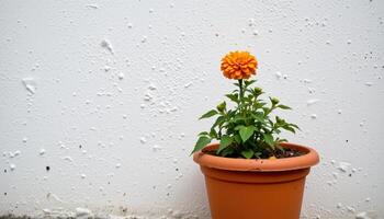 a single marigold in a terracotta pot against a white wall. photo