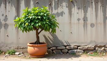 a rubber tree in a large clay pot by a concrete wall. photo