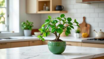 a jade plant on a white marble countertop. photo