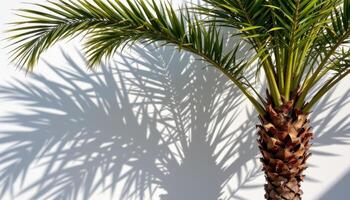 a tall areca palm casting shadows on a white wall. photo