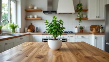 a simple jade plant centered on a wooden kitchen island. photo