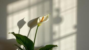 a peace lily casting shadows on a light wall. photo