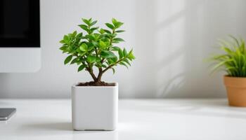 a jade plant in a square white pot on a clean desktop. photo