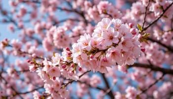 a blooming cherry blossom tree with petals falling in the breeze. photo