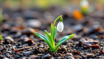 a single snowdrop emerging from the ground. photo