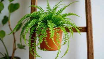 a fern on a wooden plant ladder. photo