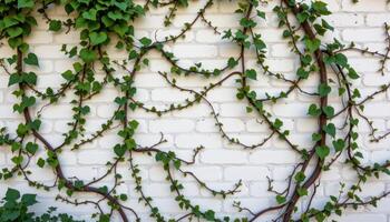 a wall covered in climbing ivy vines. photo