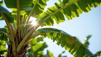 a banana tree with large leaves in the breeze. photo