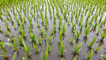a rice paddy with young green sprouts in water. photo