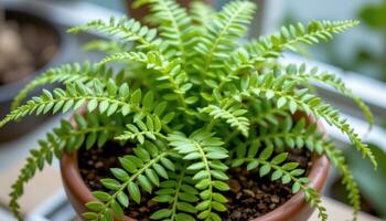 a potted fern with finely divided leaves. photo