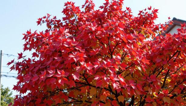 a maple tree with vivid red autumn leaves. photo
