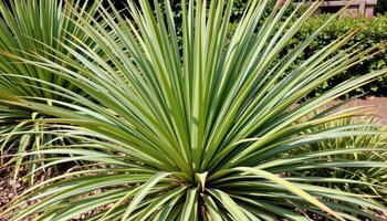 a yucca plant with long spiky leaves. photo