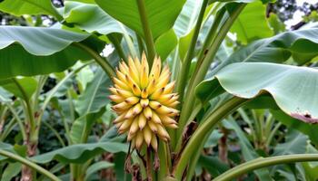 a banana plant with a flower cluster forming. photo