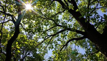 a tree canopy seen from below with dappled light. photo