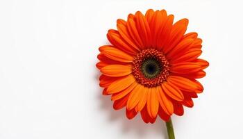 a gerbera daisy in bold orange on a white background. photo