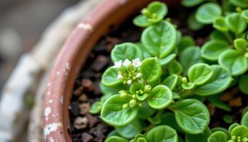 a jade plant with tiny white flowers blooming. photo