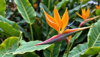 a heliconia flower with bold tropical colors. photo