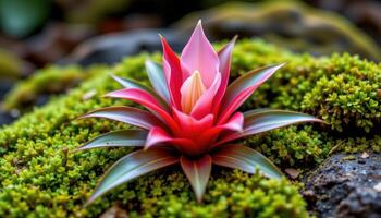 a flowering bromeliad surrounded by moss. photo
