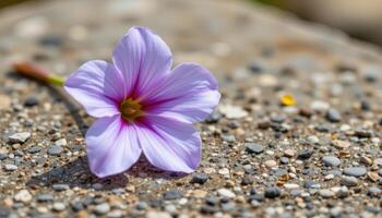 a pale lavender flower resting on a flat rock. photo