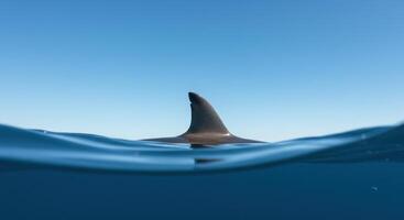Shark fin breaking the ocean surface with a clear blue sky and underwater view photo