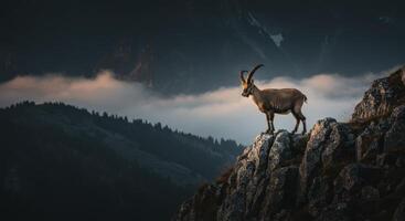 Majestic Ibex Standing on a Rocky Mountain Cliff at Golden Hour with Dramatic Sky photo