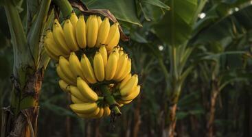 Vibrant yellow bananas ripen on a tree in a lush tropical farm plantation ready for harvest. photo