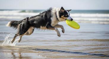 Energetic Border Collie dog leaping through ocean water with a yellow frisbee on a sunny beach. photo