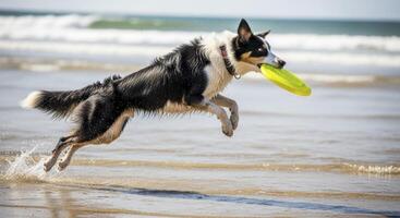 Energetic Border Collie dog leaping with a yellow frisbee in the ocean surf on a sunny beach. photo