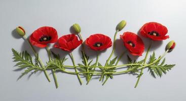 Vivid red poppy flowers and buds with green leaves arranged horizontally on a light surface photo