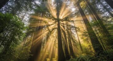 Golden sun rays piercing through a misty redwood forest with towering trees photo