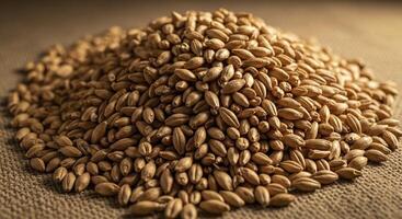 A high detail slightly angled macro photograph of a large pile of dry golden brown barley grains photo