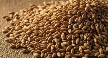 Close up of dry golden brown barley grains piled on a textured burlap surface photo