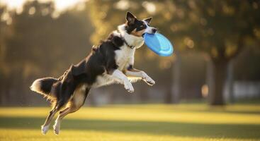 Border Collie dog in mid air catching a blue frisbee during an outdoor play session photo