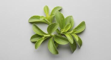 Fresh green stevia leaves, a natural and healthy sugar substitute for a balanced diet photo
