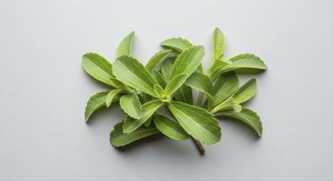 Fresh green stevia leaves, a natural and healthy sugar substitute for sweetening food and drinks photo